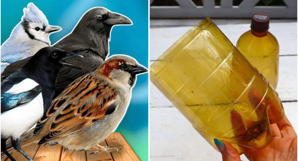 Вставила пляшку в дріт – і тепер птахи облітають сад 10-ою дорогою: надійний “щит” для вишень та яблунь 