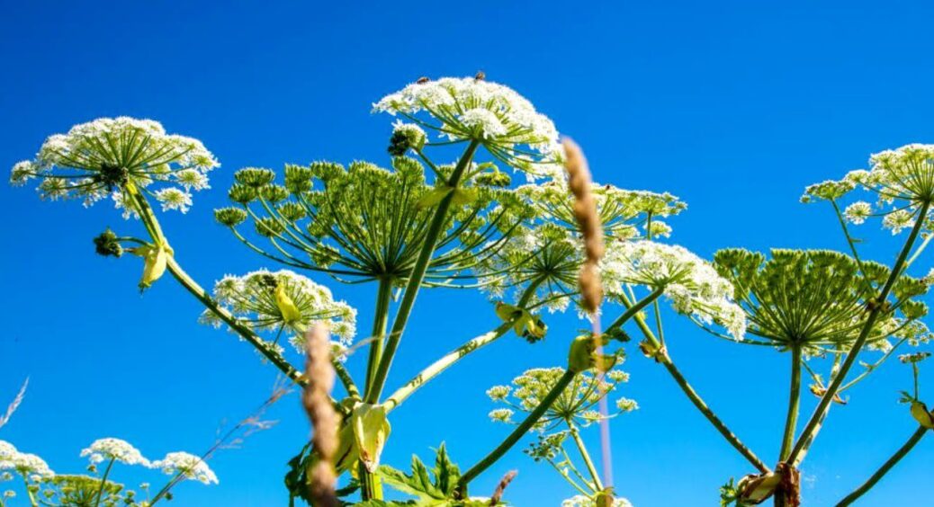 0 гербіцидів та тримерів: управу на борщівника знайшла з “чорного ходу” – трюк діда-городника на 10 з 10 