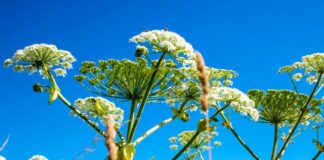 Городники знайшли простий, але дуже ефективний засіб проти борщівника