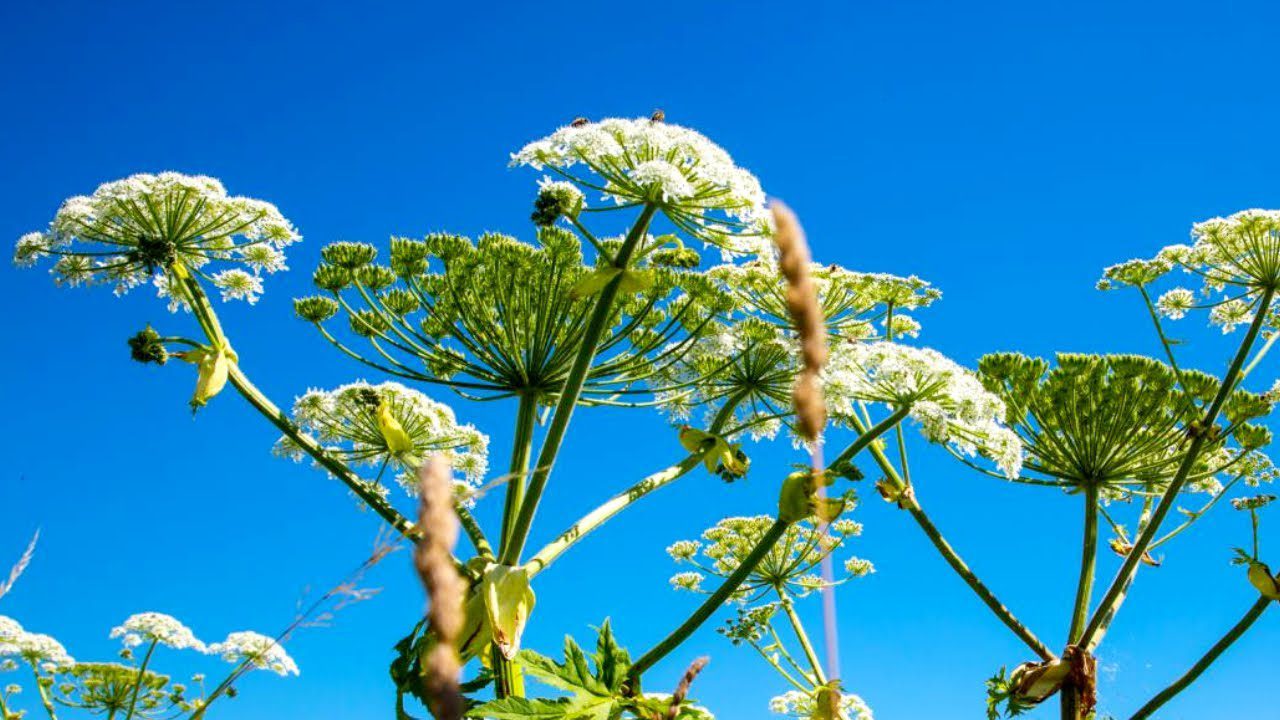 Городники знайшли простий, але дуже ефективний засіб проти борщівника