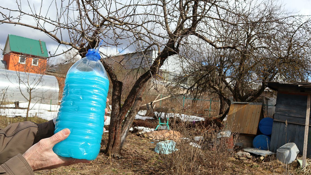 Садівники розповіли, як захистити плодові дерева та кущі від хвороб ще з березня