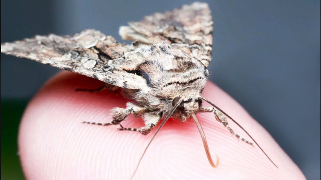 Господині розповіли, як легко та дуже швидко позбутися харчової молі