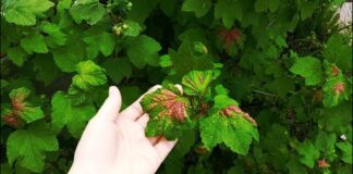 Садівники розповіли, чим обробити смородину навесні від галової попелиці