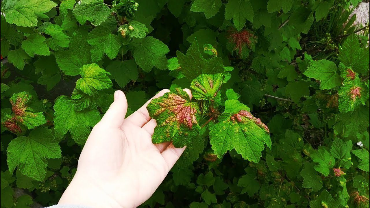 Садівники розповіли, чим обробити смородину навесні від галової попелиці