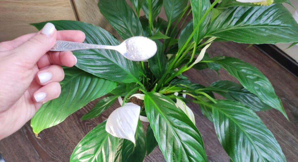 У березні спатифілум лише цього й чекає: 0,2 г на 1 л – і тепер радує розкішним цвітінням без зупинки 