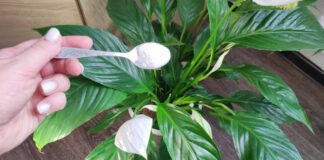 Квітникарі поділилися методом, який допоможе розбудити спатифілум після зими