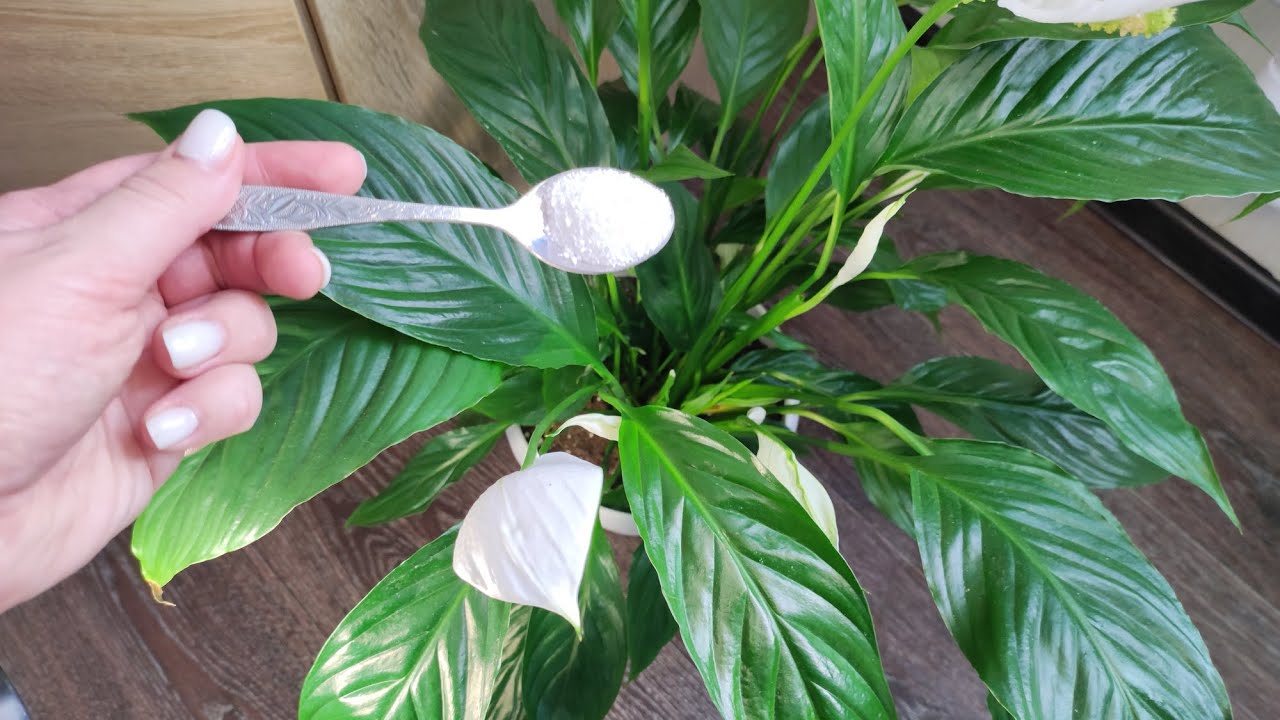 Квітникарі поділилися методом, який допоможе розбудити спатифілум після зими