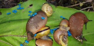 Садівники назвали 3 натуральні репеленти, які захистять теплицю від слимаків