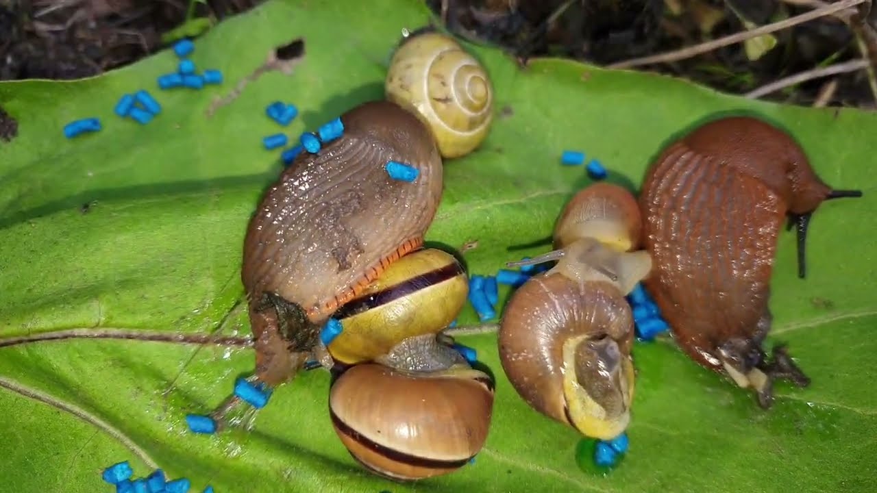 Садівники назвали 3 натуральні репеленти, які захистять теплицю від слимаків