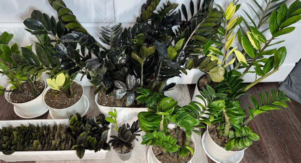 9 років не могла зрозуміти, чому заміокулькас не випускає нові пагони: кума-квітникарка пояснила причину 