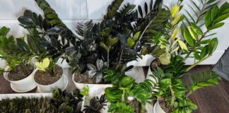 Квітникарі назвали причини, через які заміокулькас може не давати нові пагони