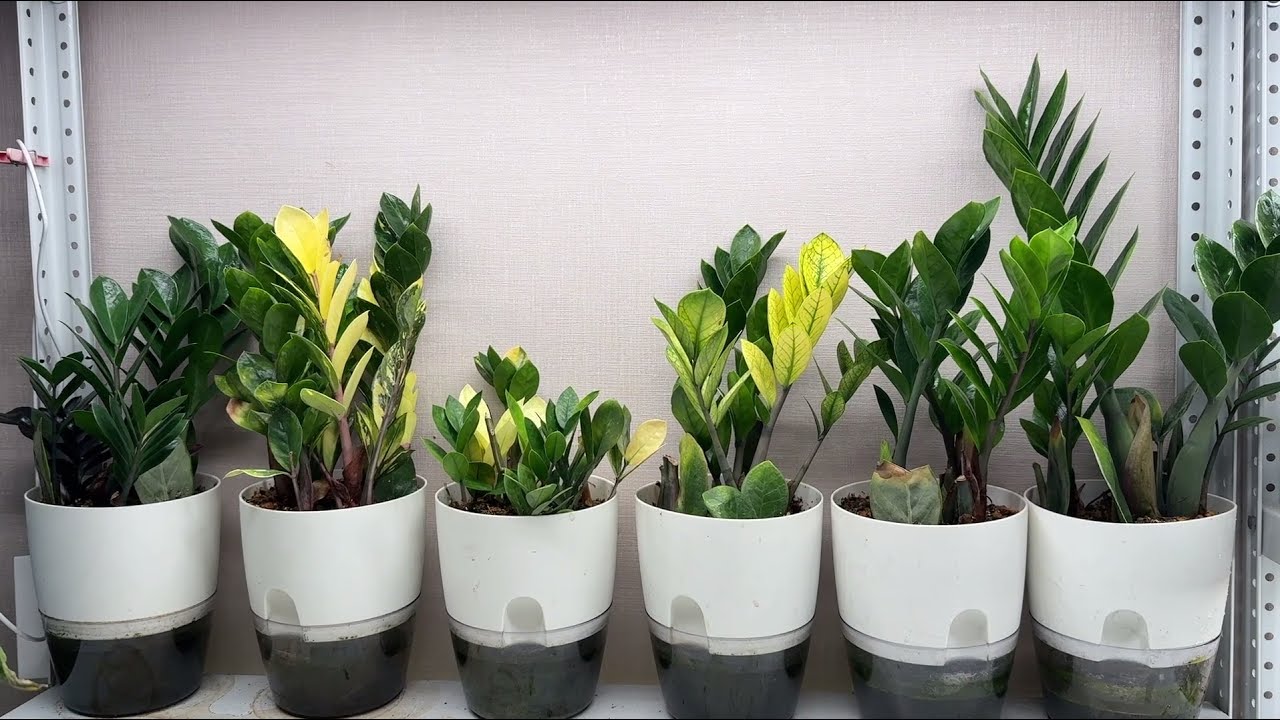 Квітникарі назвали причини, через які заміокулькас може не давати нові пагони