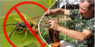 Городники розповіли, як використовувати пластикові пляшки для боротьби з осами