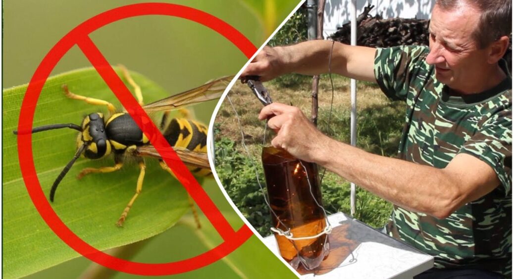 Відрізаю верхівку в пляшки і просто додаю 2 ложки старого варення – геніальна “пастка” для ос на дачі готова 