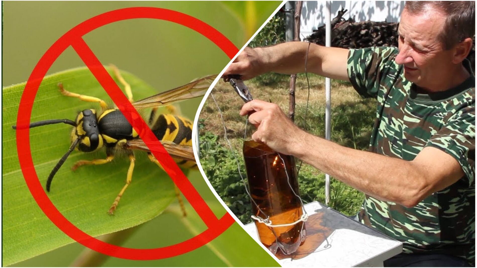 Городники розповіли, як використовувати пластикові пляшки для боротьби з осами