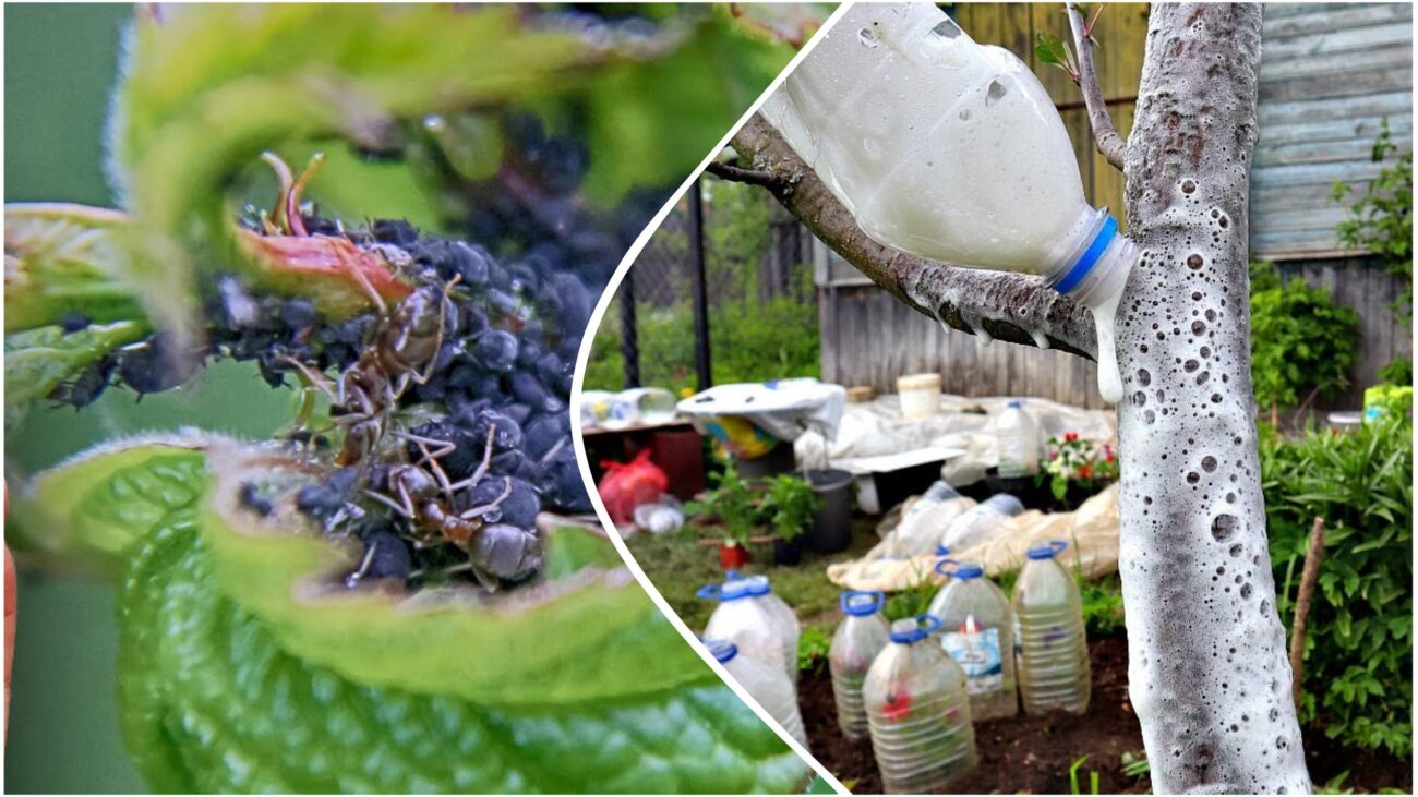 Садівники розповіли, як захистити яблуню та інші плодові дерева від попелиці