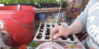 Городники поділилися хитрим способом посіву моркви в лотки від яєць