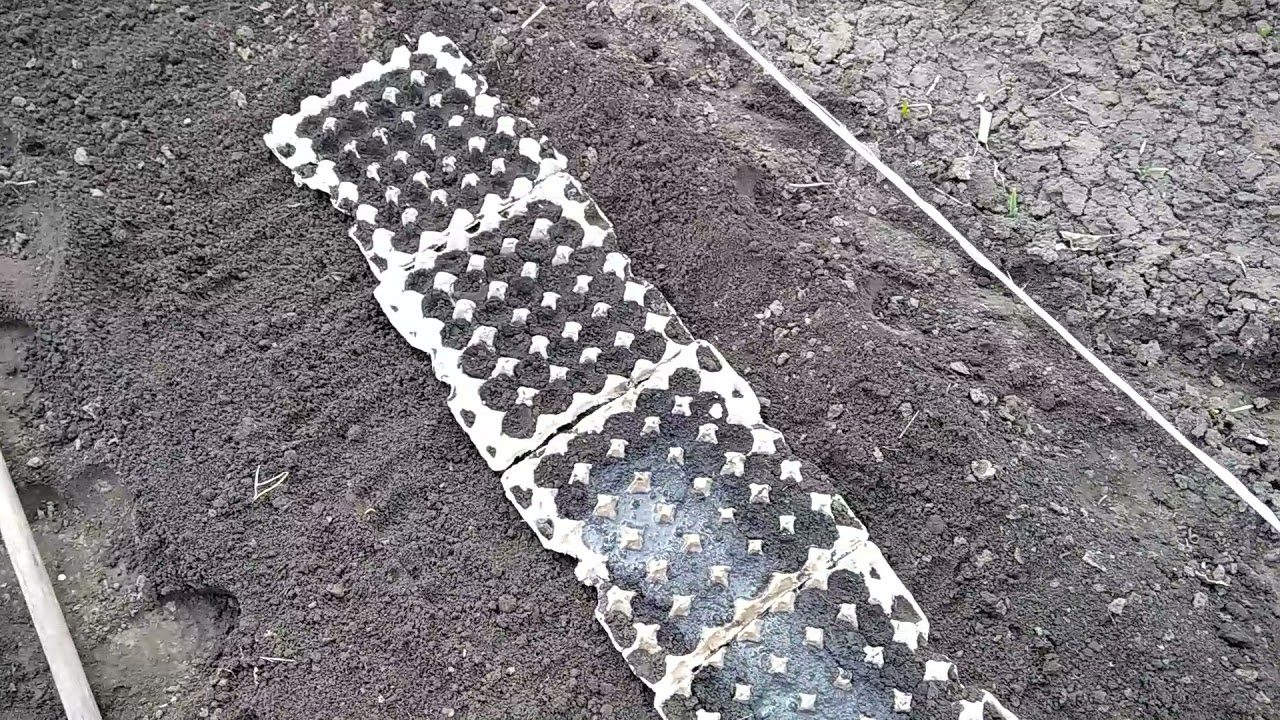 Городники поділилися хитрим способом посіву моркви в лотки від яєць