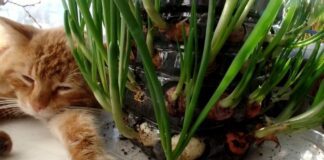 Садівники розповіли, як із користю використовувати стару пляшку вдома та на дачі