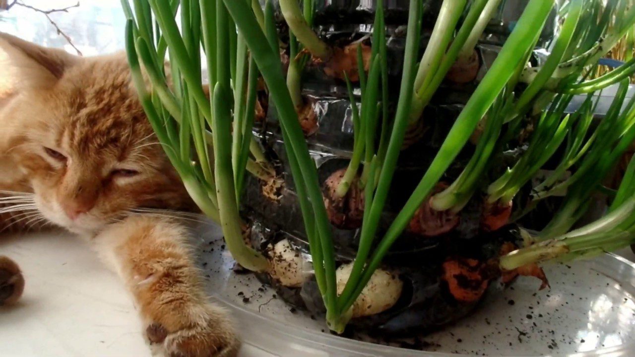 Садівники розповіли, як із користю використовувати стару пляшку вдома та на дачі