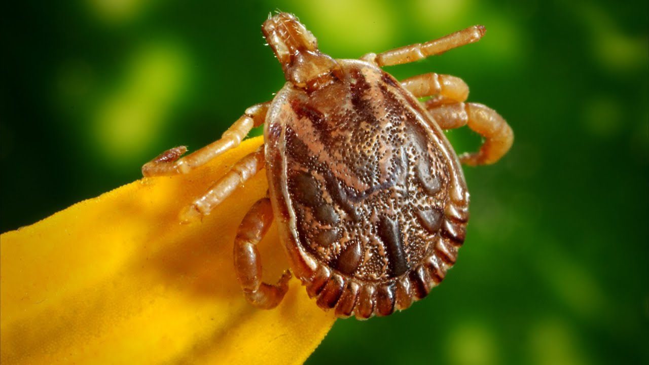 Досвідчені дачники розповіли, як легко позбутися кліщів на дачній ділянці