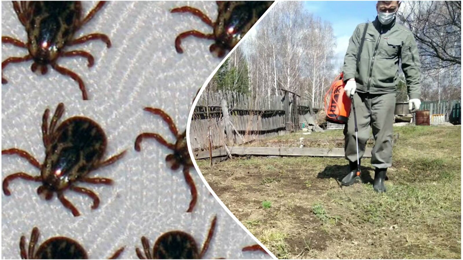 Садівники розповіли, як і коли обробити ділянку від кліщів. Фото: скриншот з відео