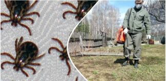 Садівники розповіли, як і коли обробити ділянку від кліщів. Фото: скриншот з відео