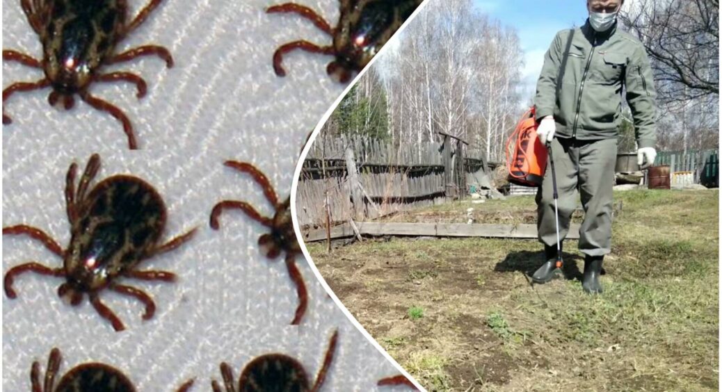 Сусідка-дачниця із 38-річним стажем підказала, як позбутися кліщів на ділянці: допоможуть ці трави й паркани 