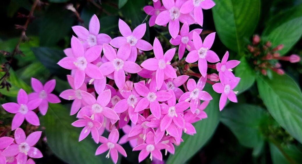 Гортензія – більше не в моді: садівників підкорила 1 культура, яку тепер висаджують “поголовно” 