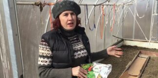 Городники розповіли, які культури варто посадити вже прямо зараз