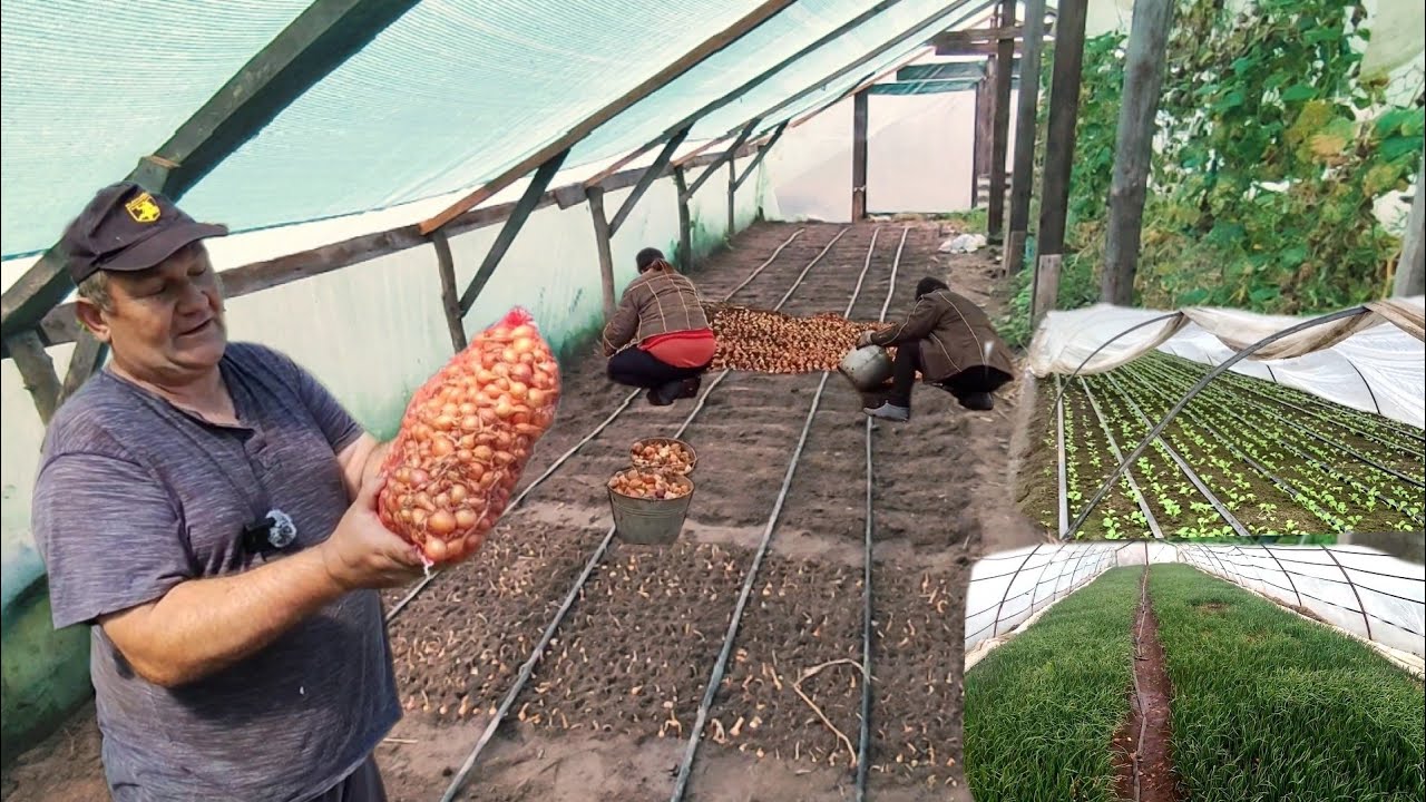 Городники розповіли, які культури варто посадити вже прямо зараз