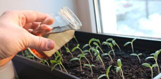 Городники розповіли, як зміцнити розсаду за допомогою медового розчину