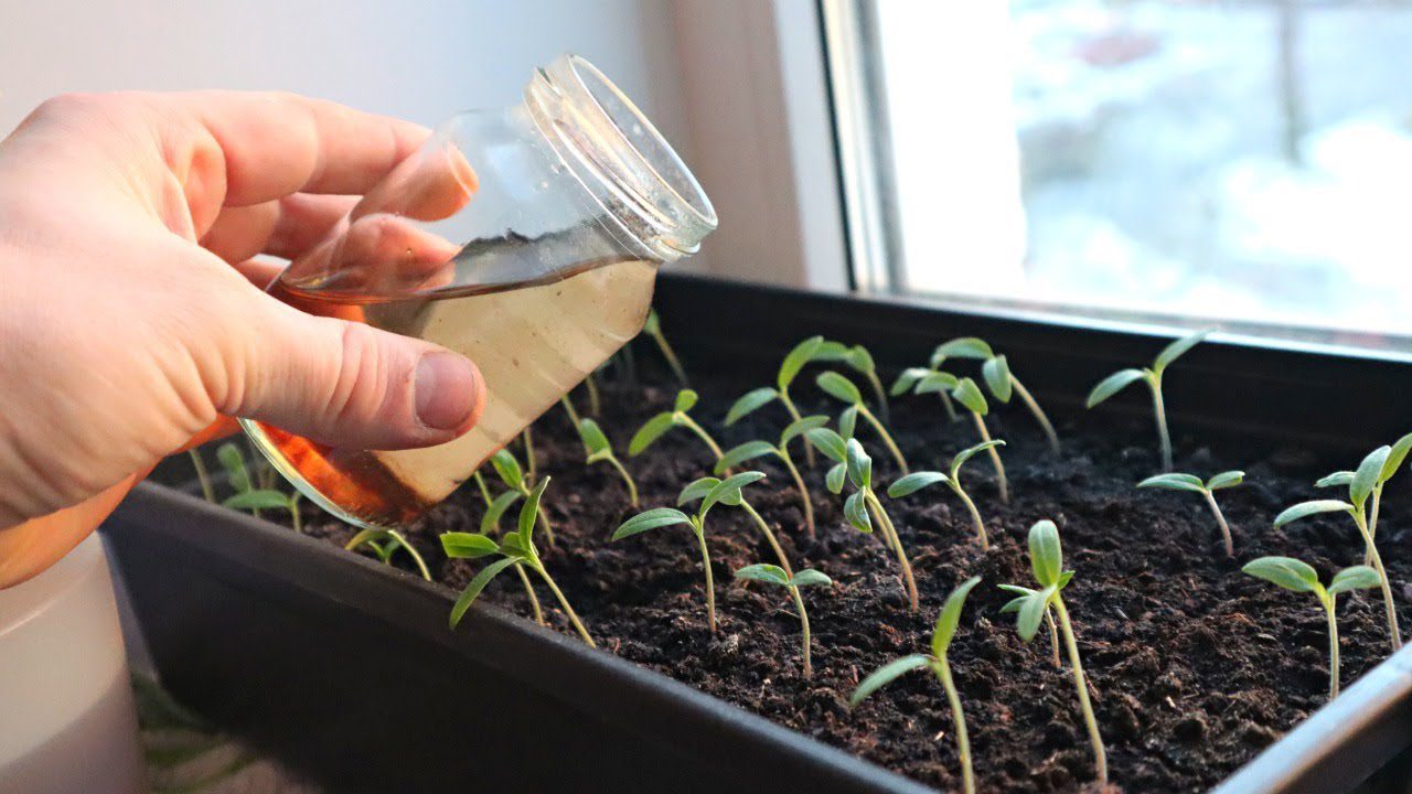 Городники розповіли, як зміцнити розсаду за допомогою медового розчину