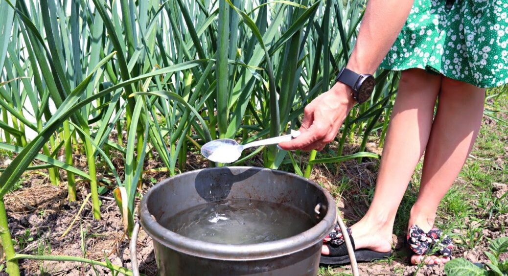 Кум-агроном із 38-річним стажем підказав, чим підживити часник навесні, щоб пір’я не жовтіло – ефект на 100% 