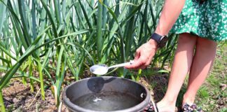 Агрономи розповіли, чим підгодувати часник навесні, щоб пір'я не жовтіло