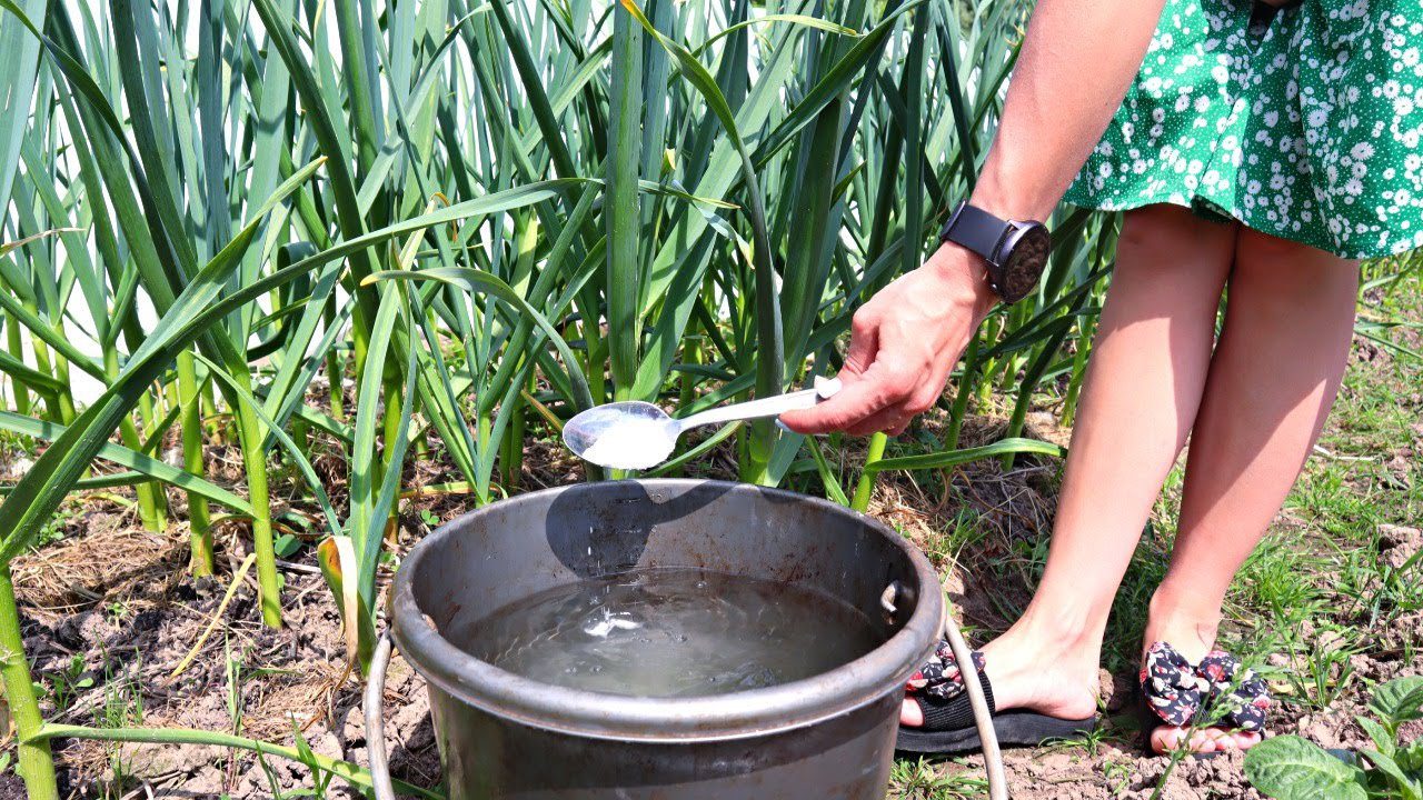 Агрономи розповіли, чим підгодувати часник навесні, щоб пір'я не жовтіло