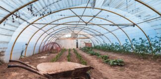 Дачники розповіли, який матеріал для теплиці зможе замінити полікарбонат та скло. Фото: Freepik