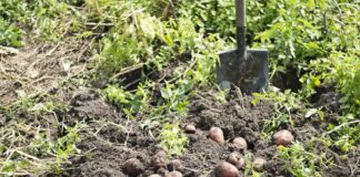 Городники розповіли, як виростити картоплю за українською технологією. Фото: Pixabay