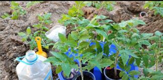 Садівники розповіли, що найкраще класти в лунку під час посадки томатів. Фото: YouTube Дім та присадибна ділянка