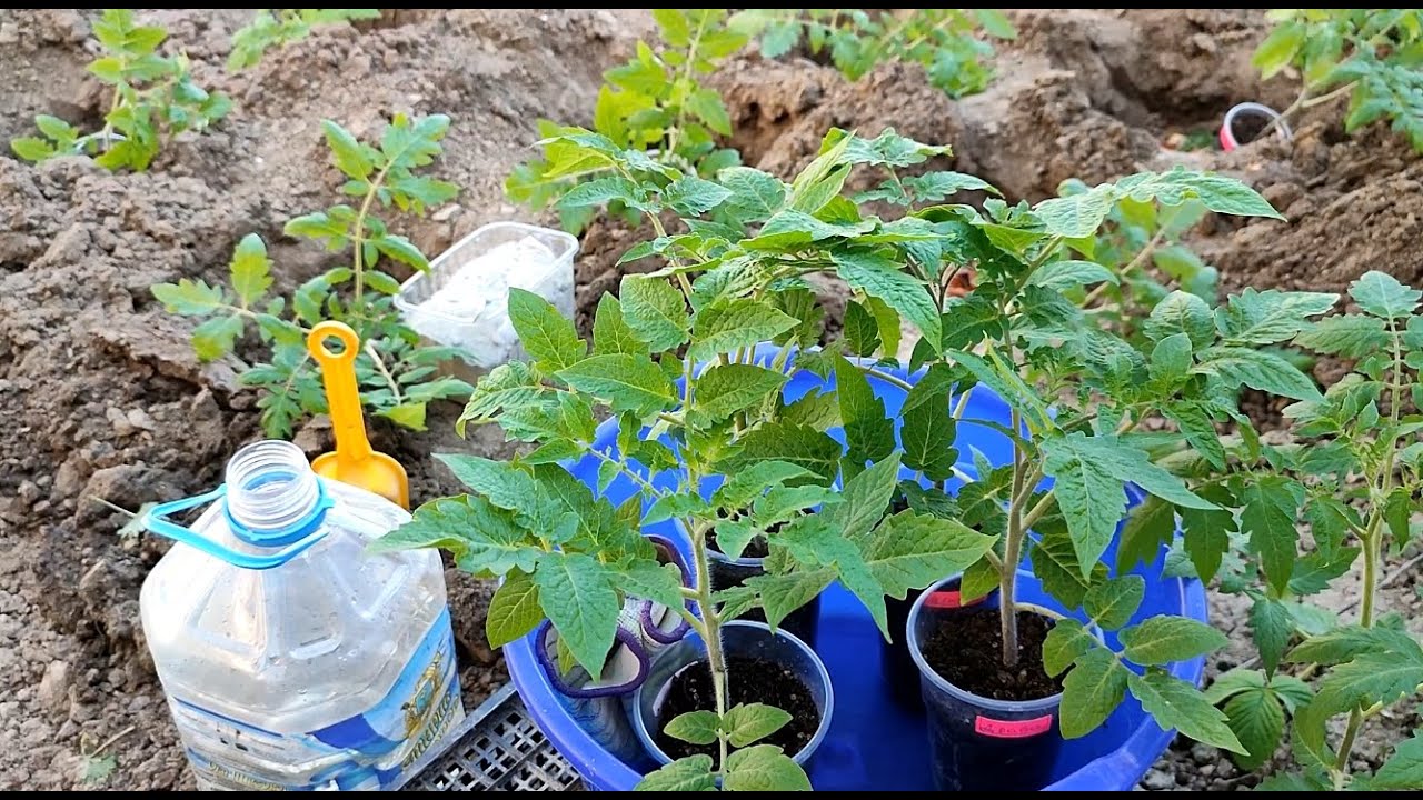 Садівники розповіли, що найкраще класти в лунку під час посадки томатів. Фото: YouTube Дім та присадибна ділянка