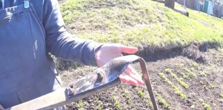 Городники розповіли про плюси використання плоскоріза Фокіна на дачній ділянці. Фото: YouTube Життя з нуля