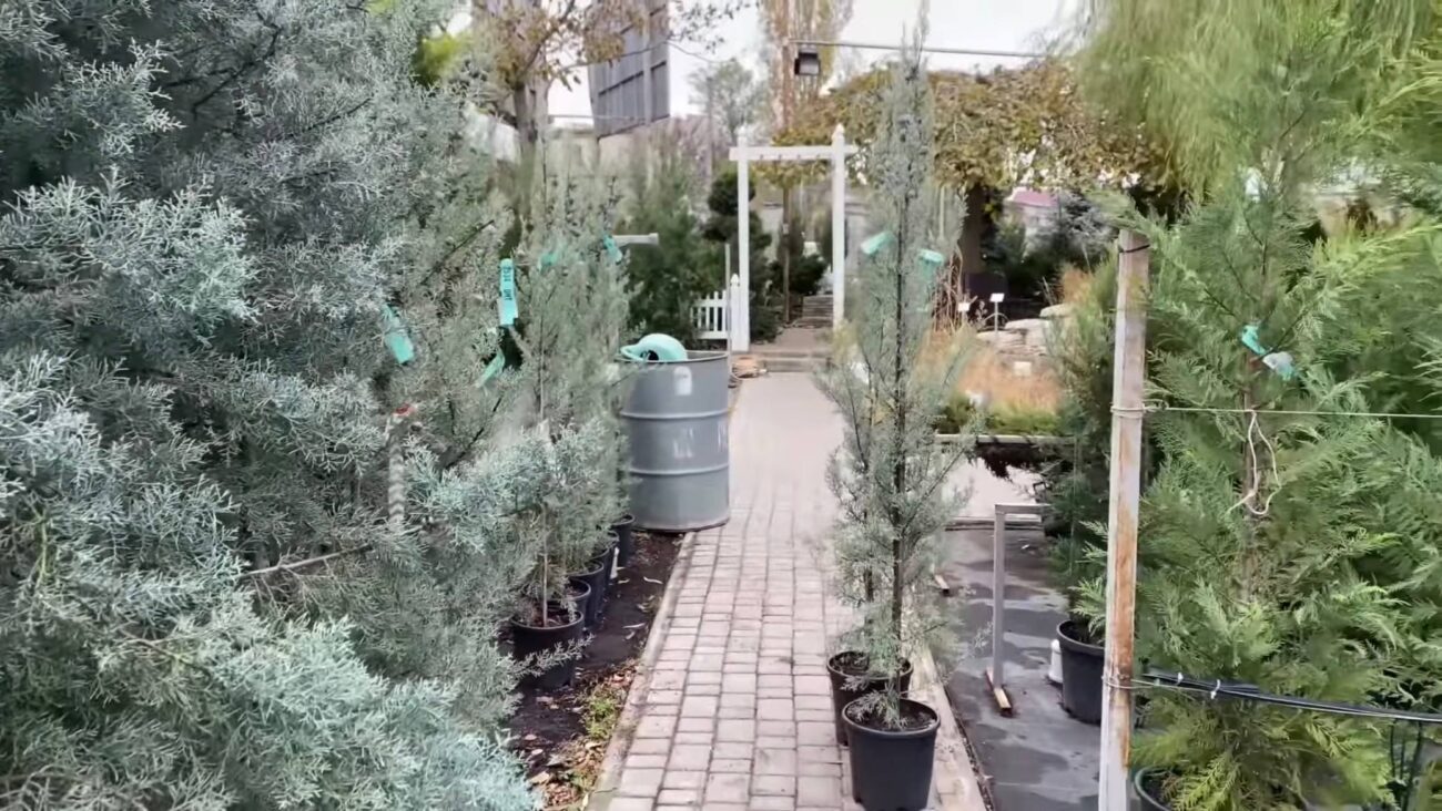 Садівники розповіли, що можна посадити замість туї на ділянці. Фото: YouTube Магія рослин