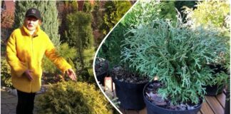 Садівники розповіли, що можна посадити замість туї на ділянці. Фото: YouTube Сад СвітлаСвітлани