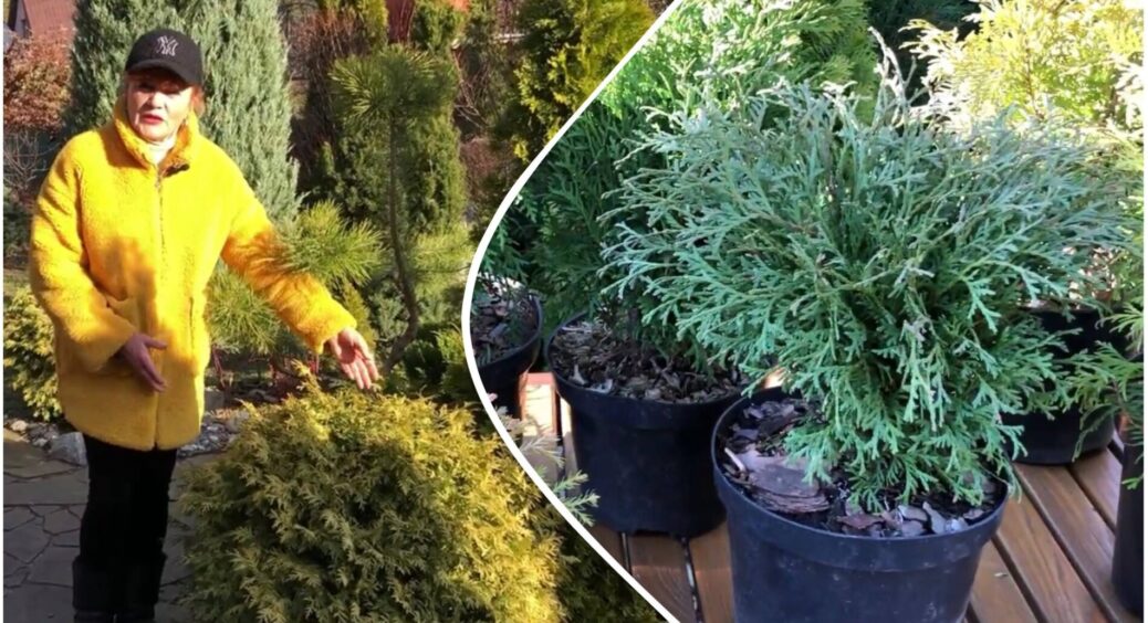 Туї більше не садять: дачників підкорили 4 нові хвойні чагарники – ростуть швидше і зовсім не сохнуть влітку 