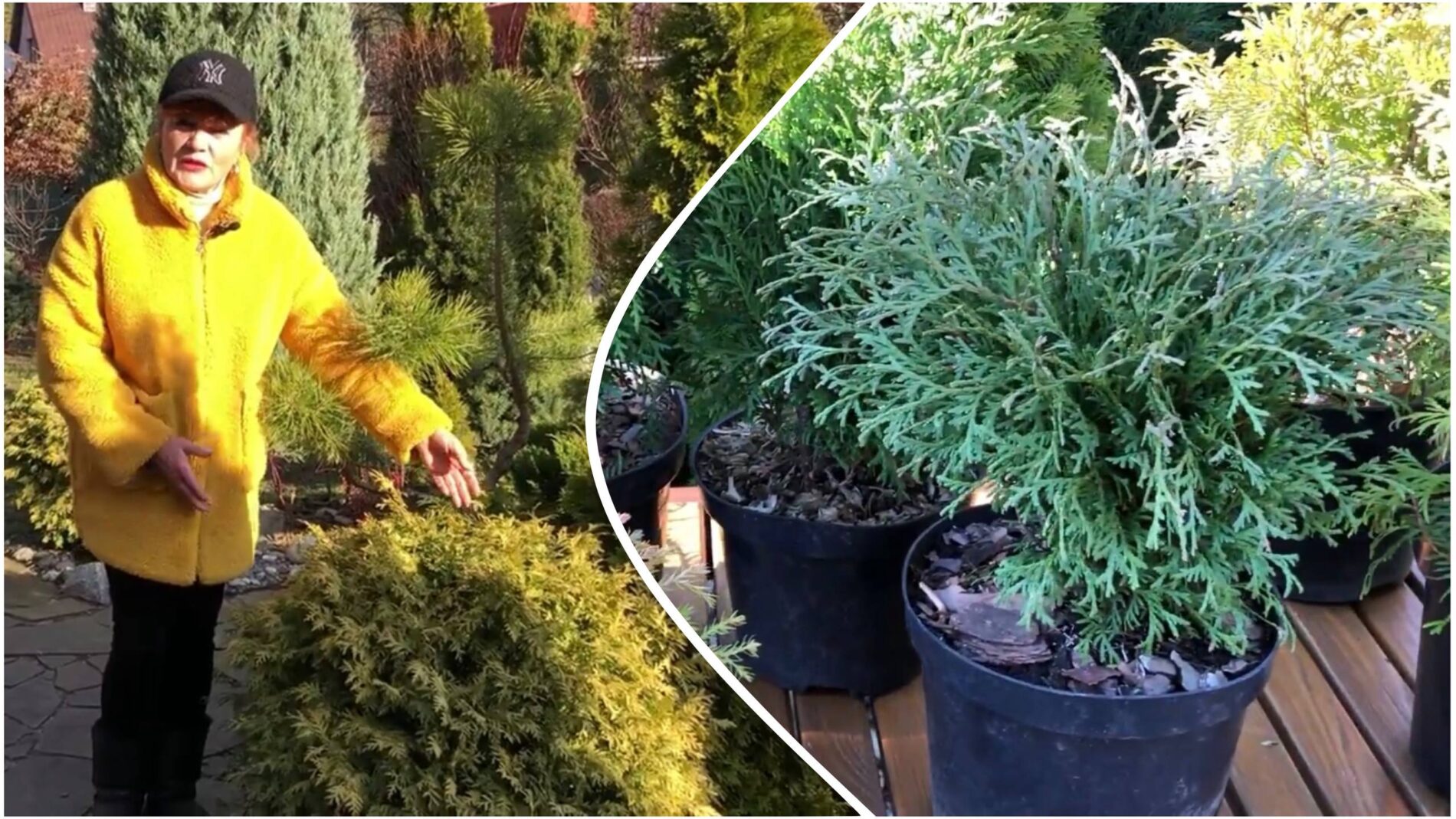 Садівники розповіли, що можна посадити замість туї на ділянці. Фото: YouTube Сад СвітлаСвітлани