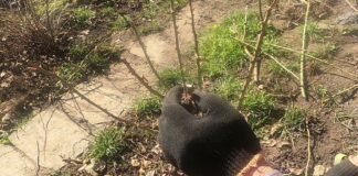 Садівники розповіли, коли і як насправді правильно обрізати троянди. Фото: YouTube А. Білецький Чарівна Краса Природи