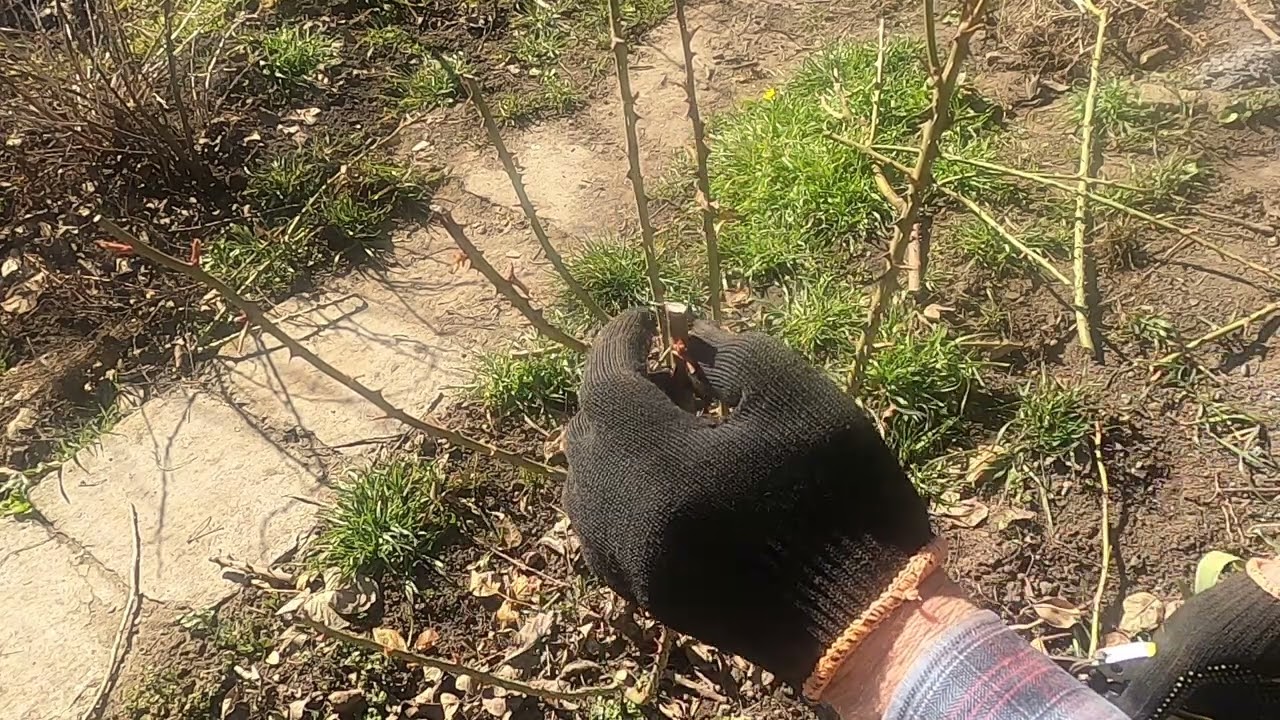 Садівники розповіли, коли і як насправді правильно обрізати троянди. Фото: YouTube А. Білецький Чарівна Краса Природи