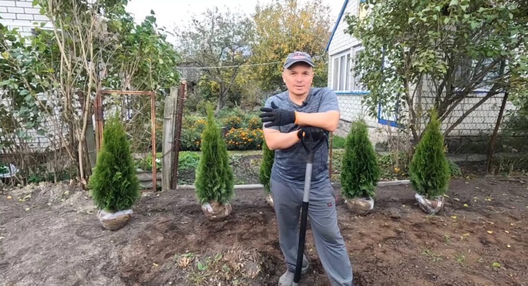 Туї біля паркану більше не в моді: ландшафтники масово садять ці 4 культури – вони і красиві, і не хворіють 