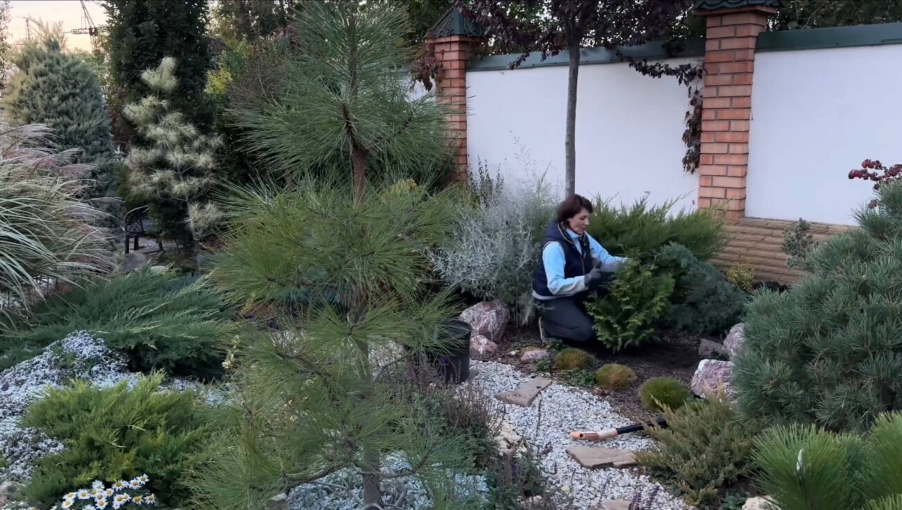 Ландшафтники розповіли, що посадити замість туї на ділянці. Фото: YouTube Магія рослин