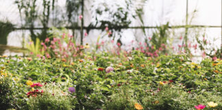 Садівники назвали 3 багаторічники, які потрібно посіяти вже прямо зараз. Фото: Freepik